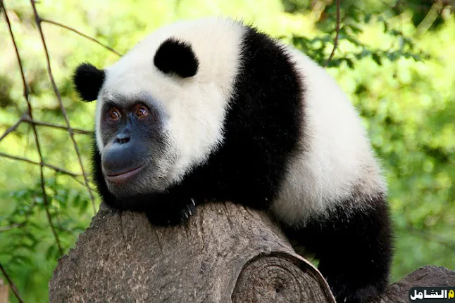 صور حيوانات الباندا