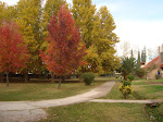 Campo