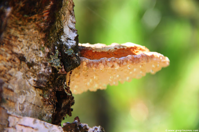 Polypore marginé Fomitopsis pinicola en pleine croissance sur tronc de bouleau, Rer du Potala, Trois Pignons, Fontainebleau