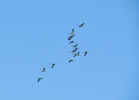 Avocets - Corralejo Dunes, Fuerteventura