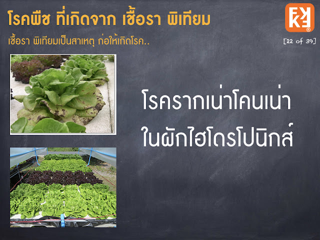 โรครากเน่า ผักไฮโดรโปนิกส์