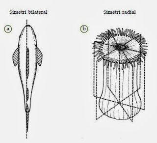 Bentuk simetri pada hewan. Simetri bilateral pada ikan dan simetri radial pada anemon laut.