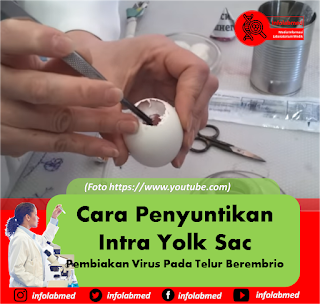 Cara Penyuntikan Intra Yolk Sac