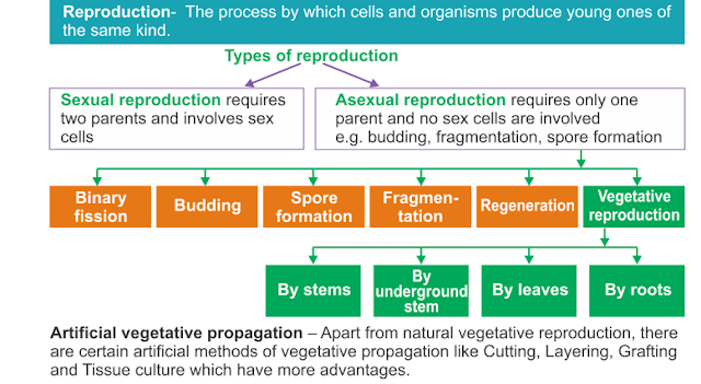Hoe do organisms reproduce?