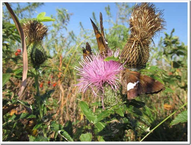 2018-09-17c Kansas, Marysville - Blue River Rail Trail (51)