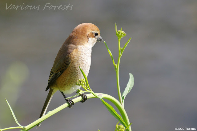 Brown shrike