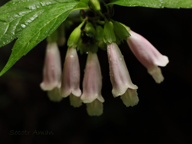 Chelonopsis moschata