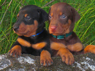 Doberman Puppy Picture