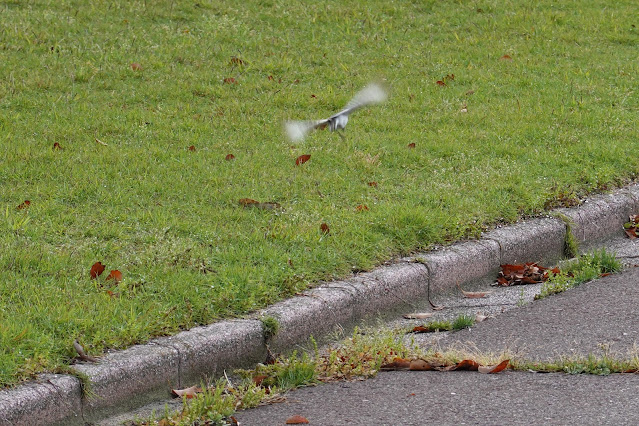 鳥取県東伯郡湯梨浜町藤津 東郷湖羽合臨海公園