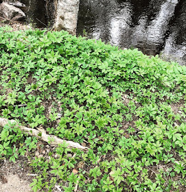 Vuohenputki kasvaa laajoina mattomaisina kasvustoina