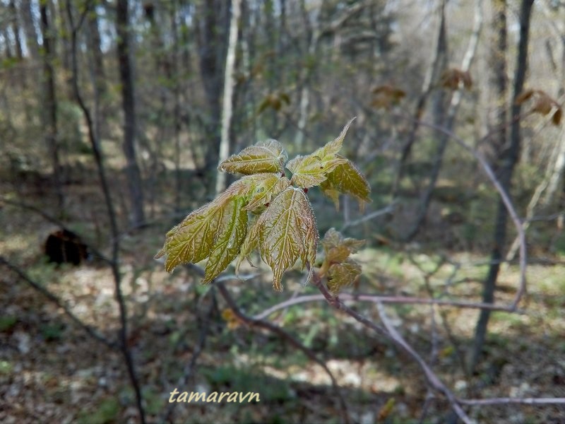 Клён бородатый / Клён бородчатонервный (Acer barbinerve)