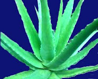 Analisa kandungan dan khasiat Lidah Buaya (Aloe Vera)