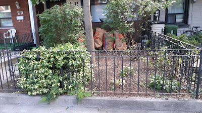 Beaconsfield Village Toronto front yard summer garden cleanup after by Paul Jung Gardening Services--a Toronto Organic Gardening Company