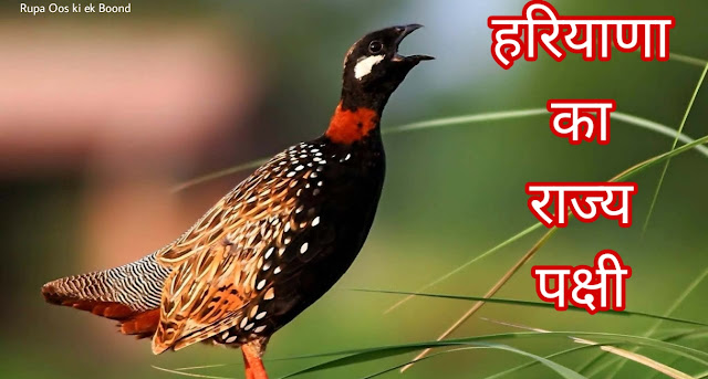 हरियाणा का राज्य पक्षी (State Bird of Haryana) || काला तीतर (Francolinus francolinus)(Black Francolin)
