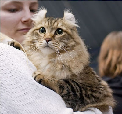 american curl cat