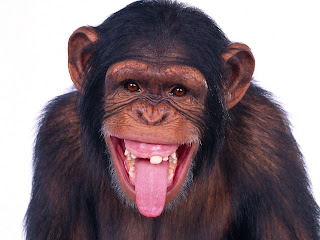 Chimpanzees Wallpapers