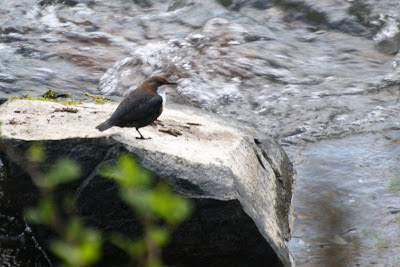 Readbûk Dipper - Roodbuikwaterspreeuw - Cinclus cinclus aquaticus