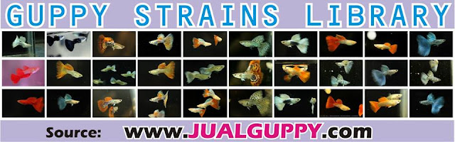 jual guppy import, jual guppy kaskus, jual guppy murah, jual guppy full red, jual guppy big ear, jual guppy jakarta, jual guppy betina, jual guppy jogja, jual guppy surabaya, jual guppy black moscow, jual guppy albino, jual guppy albino murah, jual aneka guppy, jual ikan guppy albino, jual guppy red albino, jual ikan guppy aneka, jual ikan guppy red albino, harga guppy albino, jual guppy blue grass, jual guppy blue sky, jual guppy berkualitas, jual guppy blue moscow, jual guppy bandung, jual guppy bekasi, jual guppy blue lace, jual guppy cobra, harga guppy cobra, jual ikan guppy cobra, jual ikan guppy cirebon, jual guppy di medan, jual guppy di jakarta, jual guppy dan ikan lainnya, jual guppy depok, jual guppy di jogja, harga guppy dragon, jual ikan guppy di jakarta, jual ikan guppy di bandung, jual ikan guppy depok, jual ikan guppy di batam, jual guppy endler, jual guppy full platinum, jual guppy fish, jual guppy full black, jual fancy guppy, harga guppy full red, harga guppy full black, jual ikan guppy full platinum, jual hikari fancy guppy, harga guppy fish, jual guppy grosir, jual ikan guppy blue grass, jual ikan guppy grosir, jual guppy hias, jual guppy hb pastel, jual guppy halfmoon, harga guppy hias, jual ikan guppy hias, harga jual guppy, harga hikari guppy, harga jual ikan guppy hias, harga jual guppy full red, jual guppy import 2015, jual guppy indukan, jual ikan guppy, jual ikan guppy jakarta, jual ikan guppy betina, jual ikan guppy murah, jual ikan guppy bandung, jual ikan guppy surabaya, jual guppy jambi, jual guppy jakarta timur, jual ikan guppy jawa timur, jual ikan guppy jember, jual ikan guppy di jambi, jual guppy, jual guppy kontes, jual ikan guppy kontes, jual ikan guppy kaskus, jual guppy lokal, jual guppy red lace, jual ikan guppy lampung, jual guppy medan, jual guppy mata merah, jual guppy micariff, jual guppy malang, jual ikan guppy medan, jual ikan guppy makassar, jual guppy neon, harga guppy neon, jual guppy online, jual ikan guppy online, jual guppy partai, jual guppy palembang, jual guppy platinum, jual guppy panda, jual guppy pekanbaru, jual guppy pontianak, jual pakan guppy, harga guppy platinum, jual ikan guppy pontianak, jual guppy red, jual guppy ribbon, harga guppy ribbon, harga guppy red, jual ikan guppy ribbon, jual ikan guppy super red, jual guppy super red, jual guppy swallow, jual guppy sky blue, jual ikan guppy solo, jual ikan guppy sidoarjo, jual ikan guppy strain murni, jual guppy strain, jual guppy tangerang, jual guppy tuxedo, jual tetra guppy, harga guppy tuxedo, jual ikan guppy tangerang, jual ikan guppy termahal, harga tetra guppy, jual pakan tetra guppy, harga guppy termahal, jual guppy yogyakarta, jual ikan guppy yogyakarta, jual guppy 2013, jual guppy 2012, jual ikan guppy 2013, jual ikan guppy 2014, harga guppy 2013, jual ikan guppy 2012, jual guppy import 2013, harga guppy 2010,