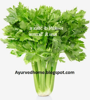 अजमोद के विभिन्न नाम , different name of celery plant