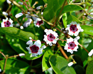 Sembukan (Paederia scandens), Si Kentut Kaya Khasiat