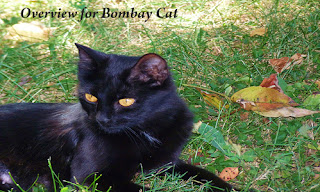 outlook of bombay cat