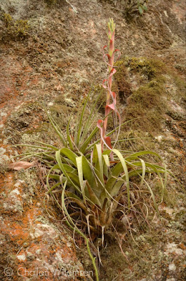 Grow and care Tillandsia belloensis air plants