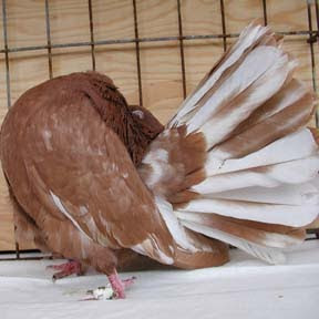 Brown Indian Fantail Pigeon