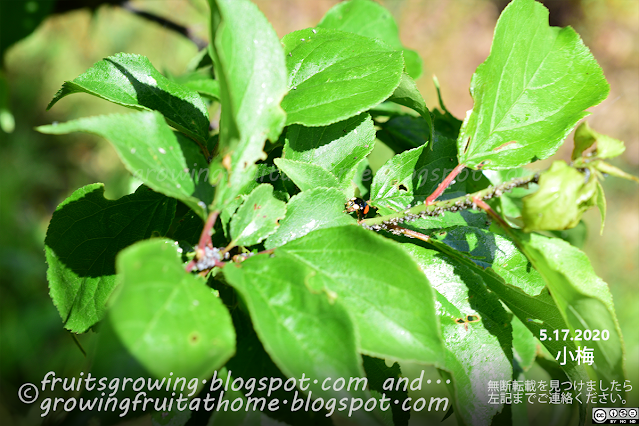 小梅の木に害虫アブラムシと益虫ナミテントウムシ