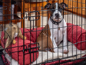 Photo of Ruby sitting in her cage while Ravensdale heads out onto the water