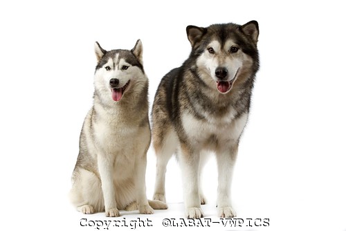 Diferenças entre Malamute do Alaska e o Husky Siberiano