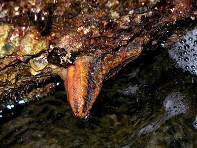 Sea cucumber