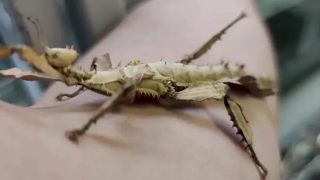 Do stick bugs bite humans?