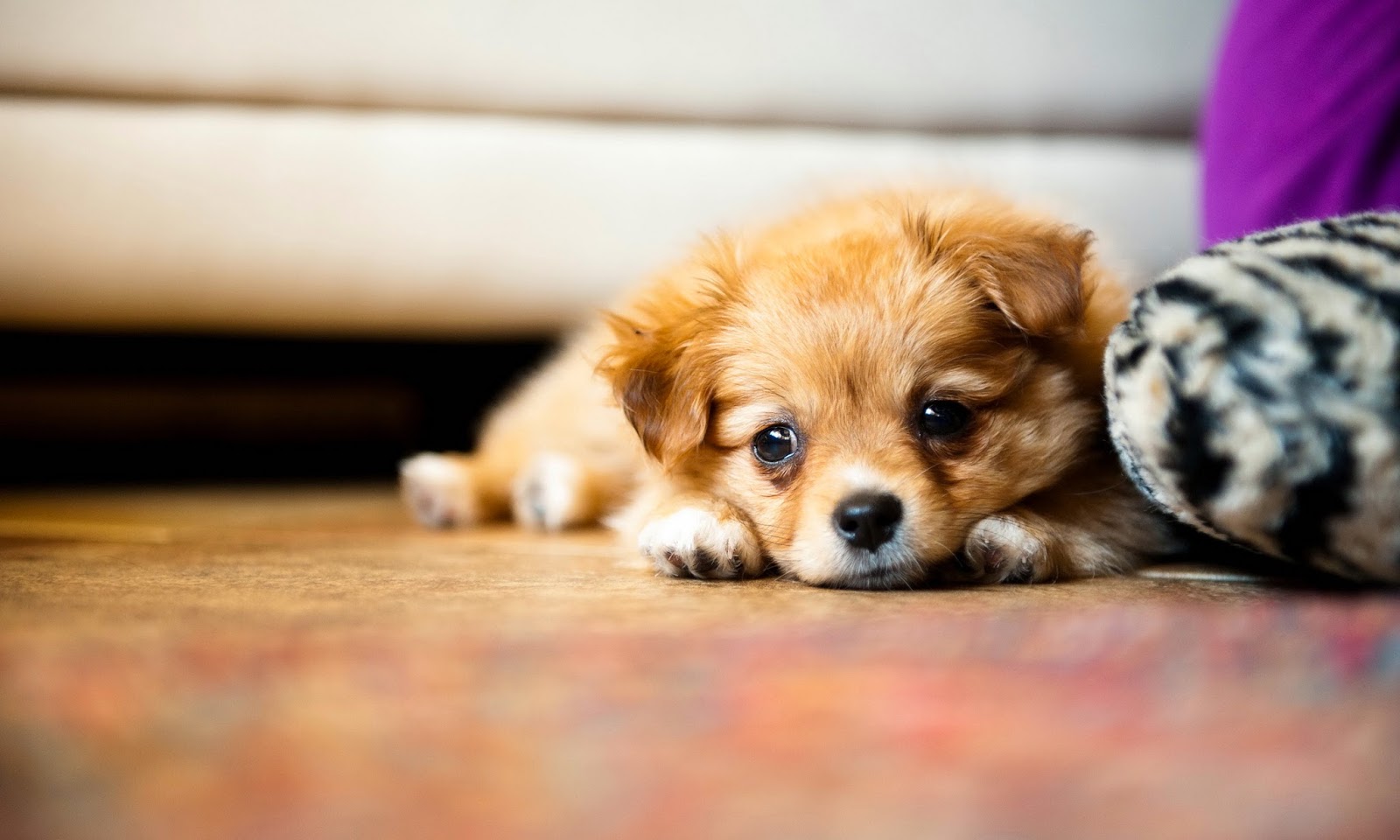  Puppy  Photography 1080p Wallpapers  HD Wallpapers  High 