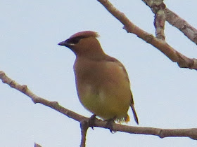 cedar waxwing