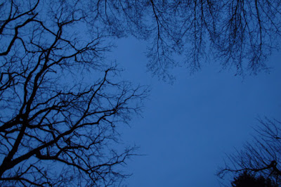 trees, night, neurons, silhouette