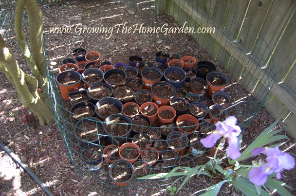 japanese maple tree seeds. The seedlings were naturally