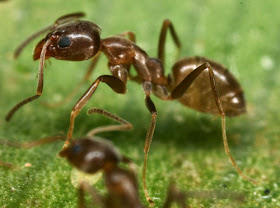 Hormiga argentina