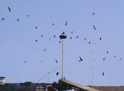 Số lượng chim yến có thể vào ở trong các nhà yến