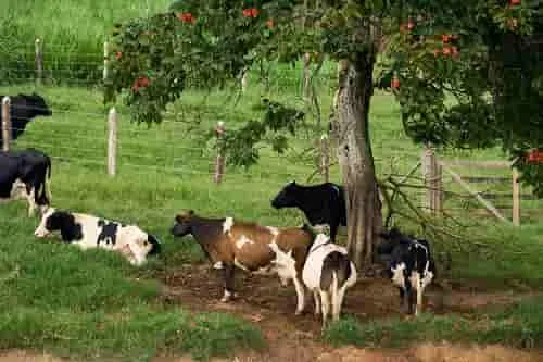 Gado leiteiro em uma fazenda em Minas Gerais, Brasil.