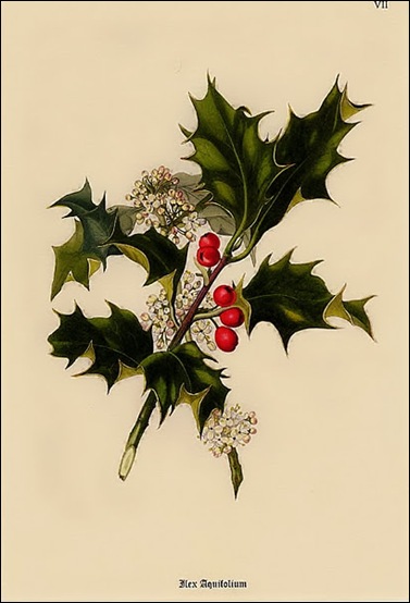 Christmas Botanical 