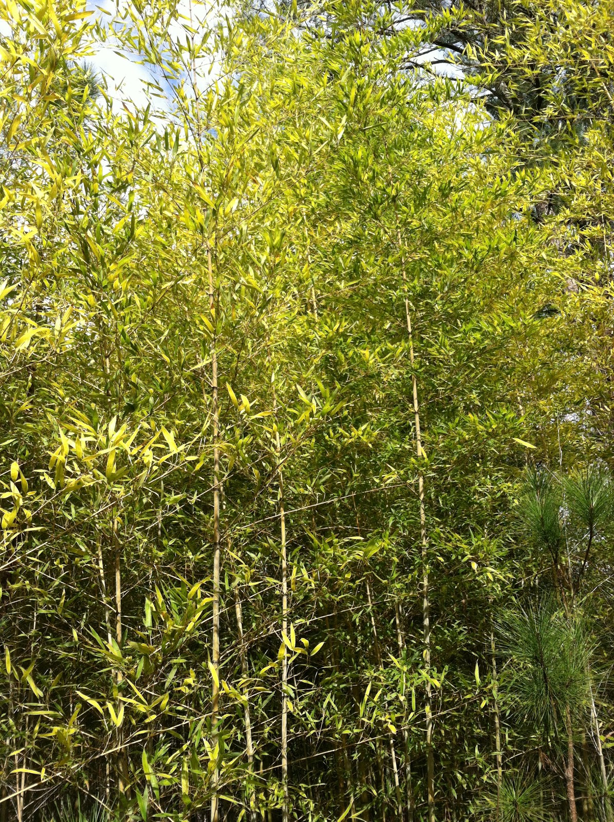 How To Grow Bamboo