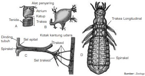 Respirasi atau  Pernapasan pada Hewan  Invertebrata  dan Pada 