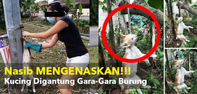 Sadiss..Pria Ini Tega Gantung Kucing Gara-Gara Makan Burung Kesayangannya