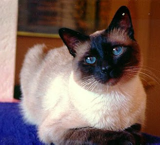 siamese cats