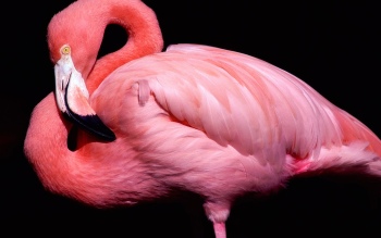 flamingo photo image