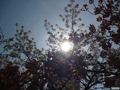 太陽と桜