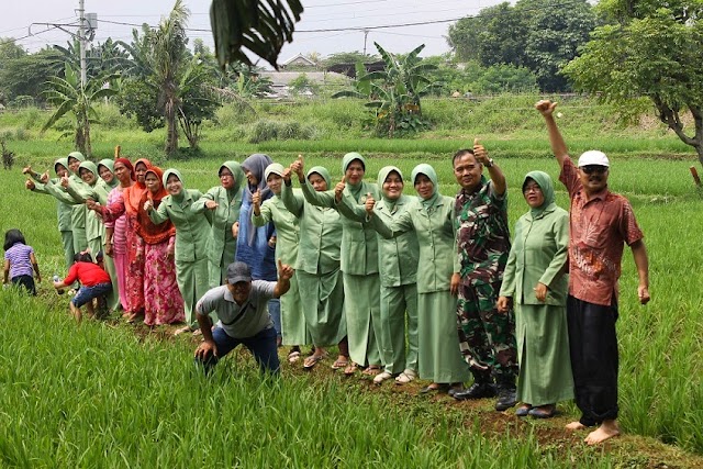 Petani Binaan Koramil Sukmajaya Keluhkan Hama Keong