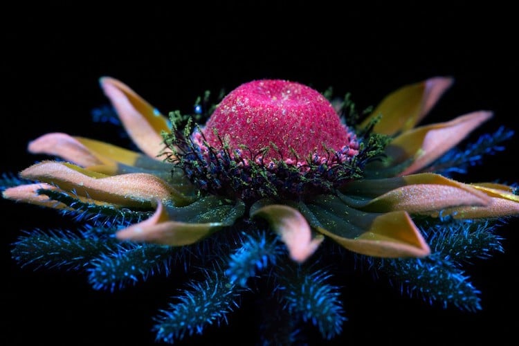 樹沃客樹藝 紫外光攝影ultraviolet Photography Reveals The Unexpected Fluorescence Of Flowers