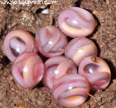 Snake Eggs