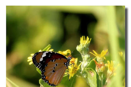 Butterflies Spirea, birchleaf